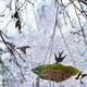 thumbnail image 4 of Fiudx Ofertas y liquidaciones Comedero para pájaros colgante, comedero para pájaros colgante para jardín, patio, bandeja para comedero para pájaros colgante para exteriores, comederos de plataforma d, 4 of 7