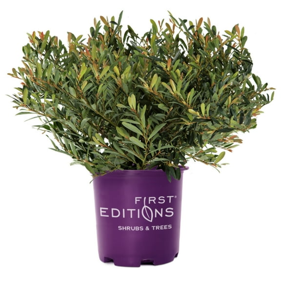 First Editions Cinnamon Girl Distylium - 3 Gallon Pot, Live Evergreen Shrub, Full/Part Sun, Outdoor