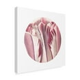 thumbnail image 2 of Trademark Fine Art 'Tulips Circle' Canvas Art by Wild Apple Portfolio, 2 of 3