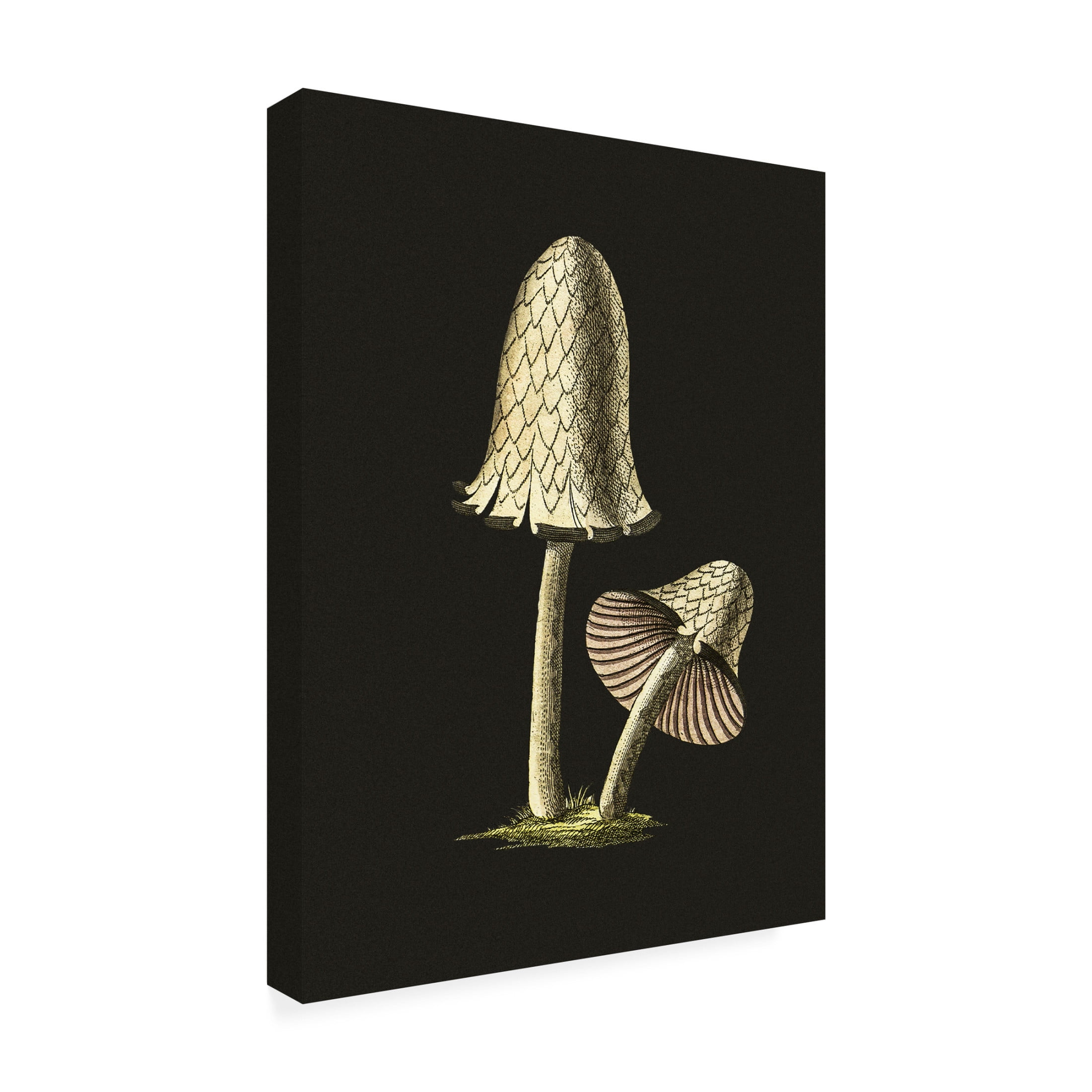 Trademark Fine Art Pictufy Vintage Inky Cap Edible Mushroom Black Background Canvas Wall Art