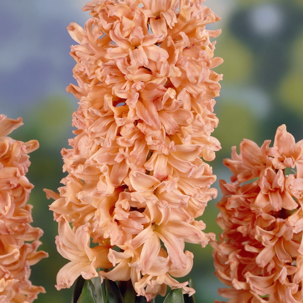 Van Zyverden Hyacinths Gipsy Queen Set of 10 Bulbs Coral Part Sun