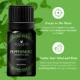 thumbnail image 2 of Handcraft Blends Peppermint Essential Oil - 100% Pure and Natural - Premium Grade Essential Oil for Diffuser and Aromatherapy - 0.33 Fl Oz, 2 of 5