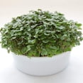 thumbnail image 2 of Microgreens Growing Kit Mountain Valley Seed Salad Mix, 2 of 7