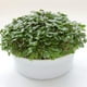 thumbnail image 2 of Microgreens Growing Kit Mountain Valley Seed Salad Mix, 2 of 7