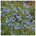 thumbnail image 2 of Everwilde Farms - 1 lb Chinese Forget Me Not Garden Flower Seeds - Gold Vault Bulk Seed Packet, 2 of 3