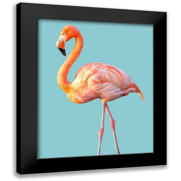Jannsen, Brian 12x14 Black Modern Framed Museum Art Print Titled - Flamingo