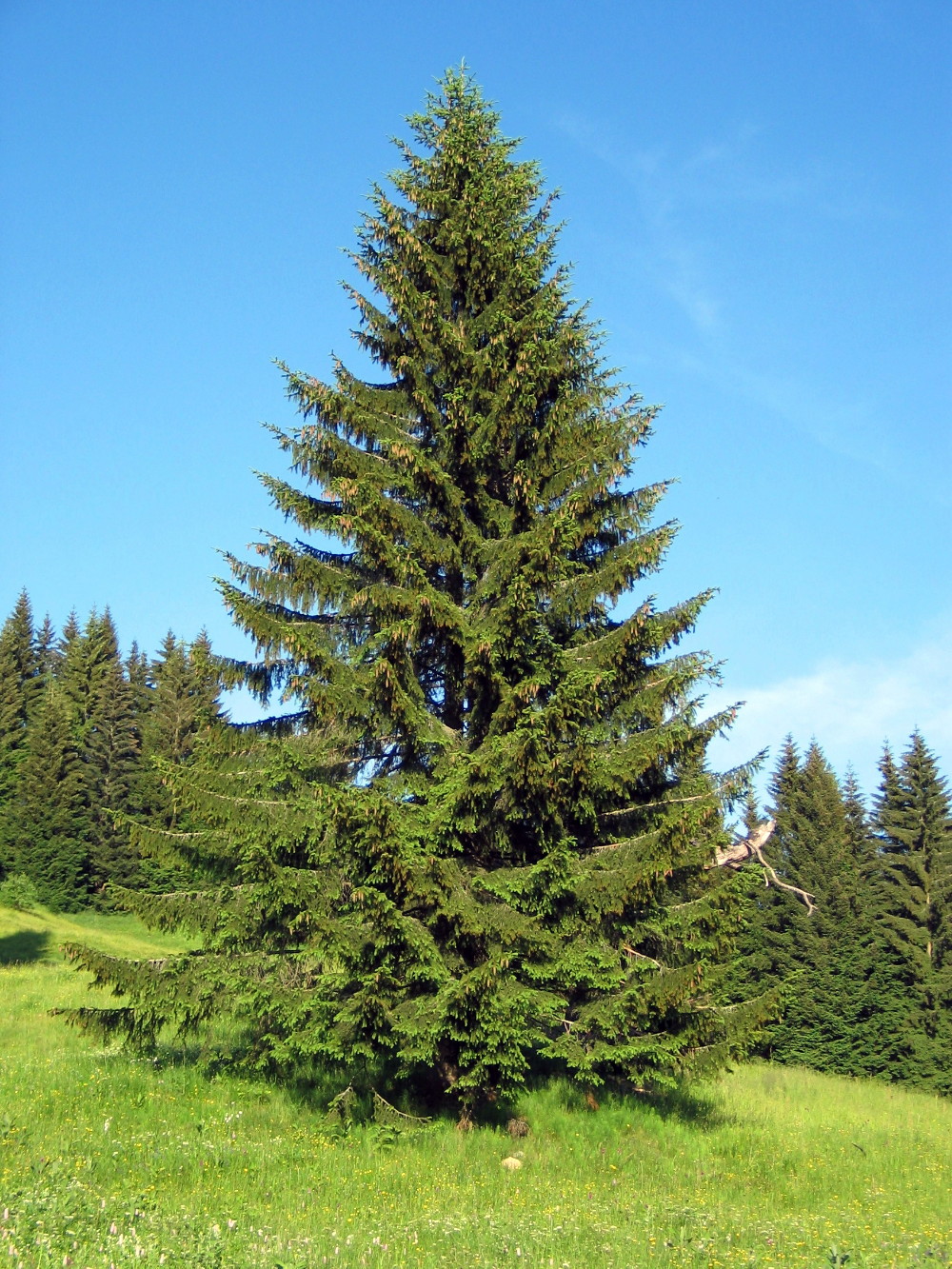 Norway Spruce - Picea abies - Quart Pot - image 3 of 4
