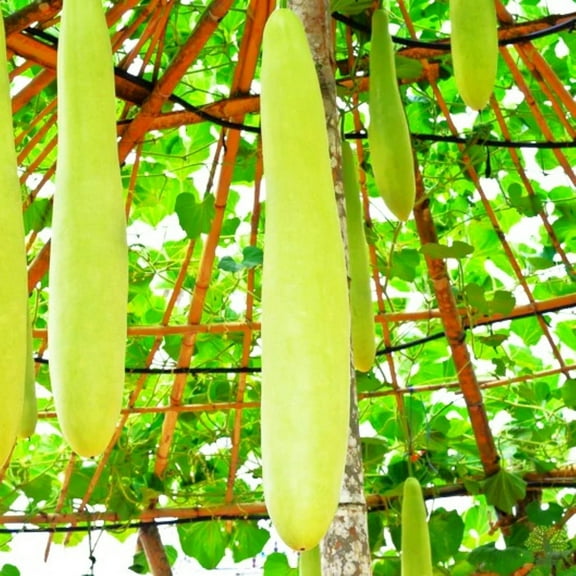 TomorrowSeeds - Nam Tao Ngam Long Bottle Gourd Seeds - 10 Count - For 2026 Planting India Hybrid