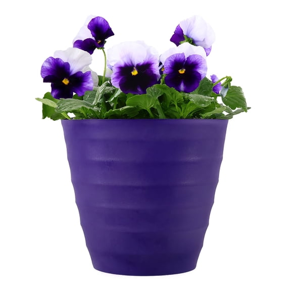 Expert Gardener 14" Purple White Pansy Live Plants in 7" Decorative Pot Full Sun