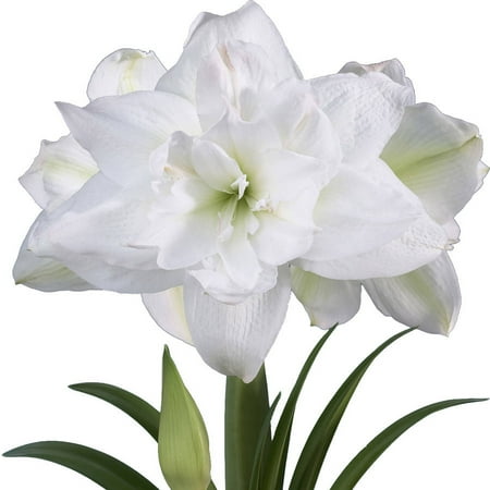 EuroBlooms Amaryllis Value 3-Pack Marquis with Pots and Soil
