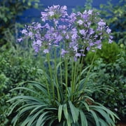 Van Zyverden Agapanthus Blue Set of 3 Plant Roots Blue Full Sun Flowering 2 lbs
