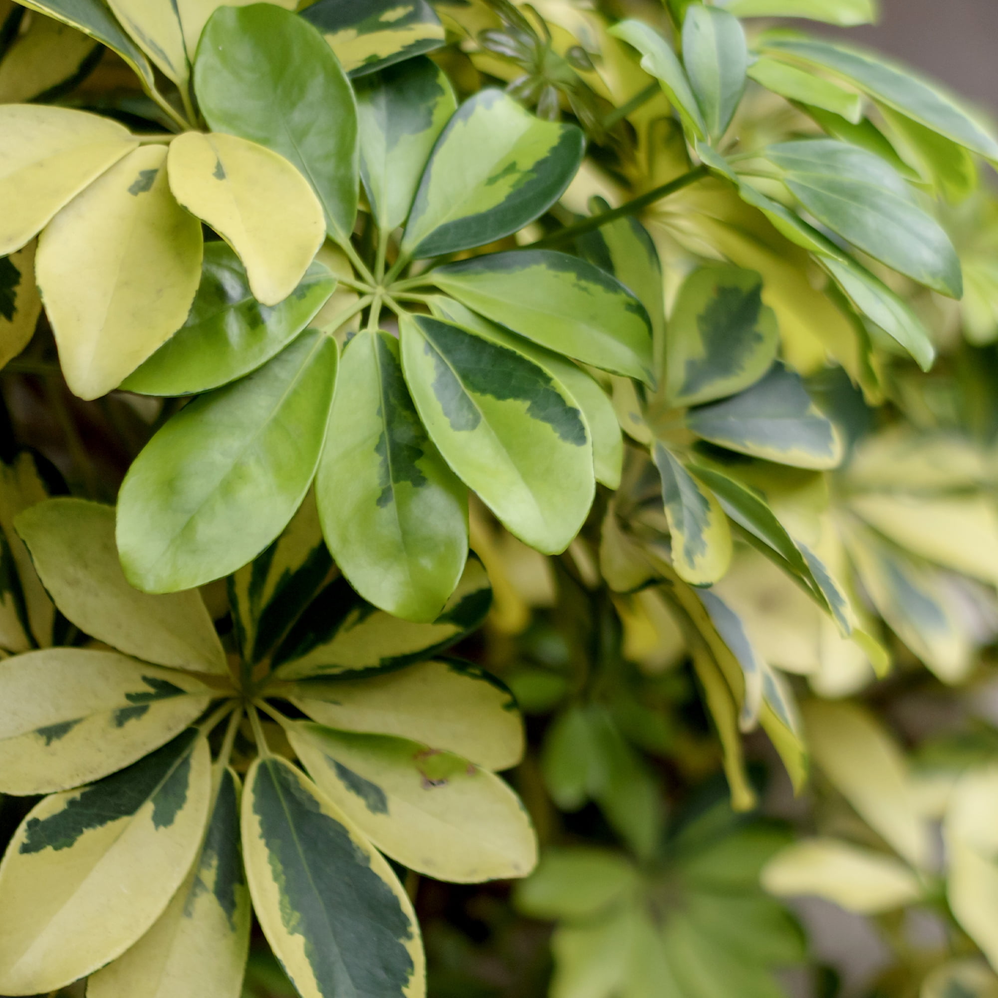 Schefflera in 8" Grower Pot, Air Purifying Live Plant, Grower's Choice Seasonal Selection