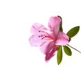 thumbnail image 1 of Wallmonkeys Azalea Backlit Peel and Stick Wall Decals WM215218 (18 in W x 17 in H), 1 of 4