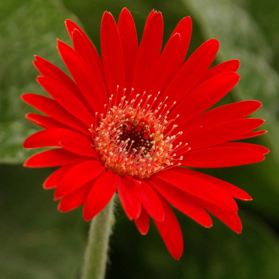 Revolution Scarlet Gerber Daisy with Dark Center, Perennial Walmart