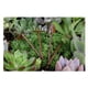 thumbnail image 2 of 4 Piezas Casa de Decoración de Jardín Herramientas de de Jardín en Miniatura 1:12 Accesorios, 2 of 8
