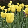 thumbnail image 3 of Golden Apeldoorn Darwin Hybrid Tulip Flower Bulbs - 6 Bulbs per Pack - Good as Cut Flowers - Naturalizing - Perennializing - Easy to Grow Live Plants - Outdoor Garden, 3 of 6