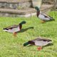 thumbnail image 3 of 3 Piezas De Inserciones De Patos Acrílicos, Inserciones Decorativas De Jardín Con Efecto 3D, Inserciones De Suelo De Pato Simuladas, Estacas De Adorno Para Exteriores Para Patio,, 3 of 7