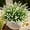 White, variant on Artificial Faux Plants Flowers for Outdoor Decorations, Fake Monkey Grass for Outside Porch Patio, No Fade Realistic Greenery Plant, UV Resistant Artificial Shrubs for Courtyard Window Garden