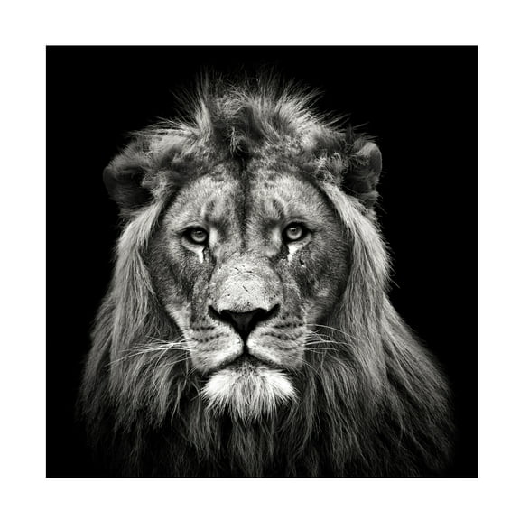 Christian Meermann 'Young Male Lion' Canvas Art