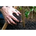 thumbnail image 6 of 24 Assorted Vegetable & Herb Seed Packets – Garden Starter Variety Pack (Lettuce, Cucumber, Broccoli & More), 6 of 8
