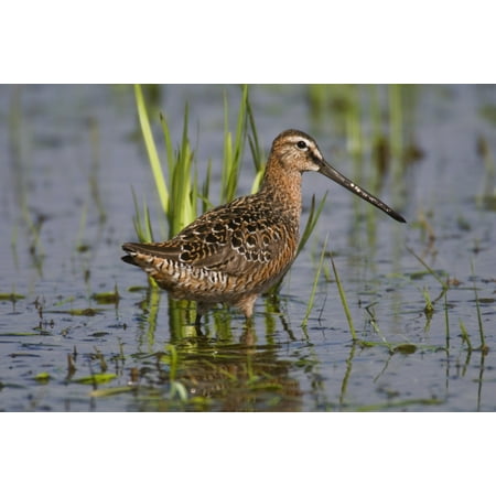 Fairbanks Imports Long-Billed Dowitcher Stands In Marsh At Creamers Field Migratory Waterfowl Refuge Fairbanks Interior Alaska Summer Canvas Art - Kenneth Whitten Design Pics (19 x 12) ()