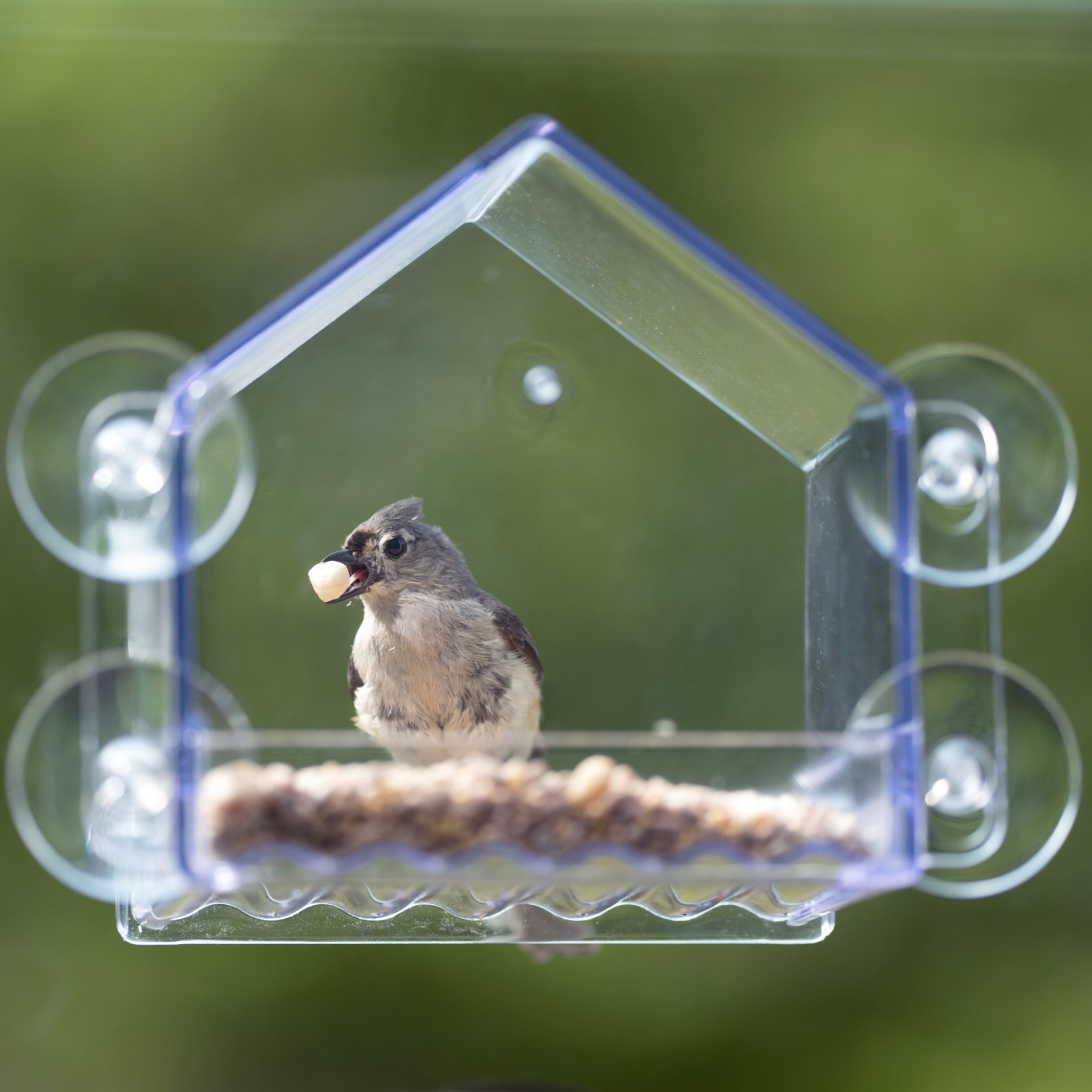 Nature's Way Clear View Window Bird Feeder, 2-Cup photo 8