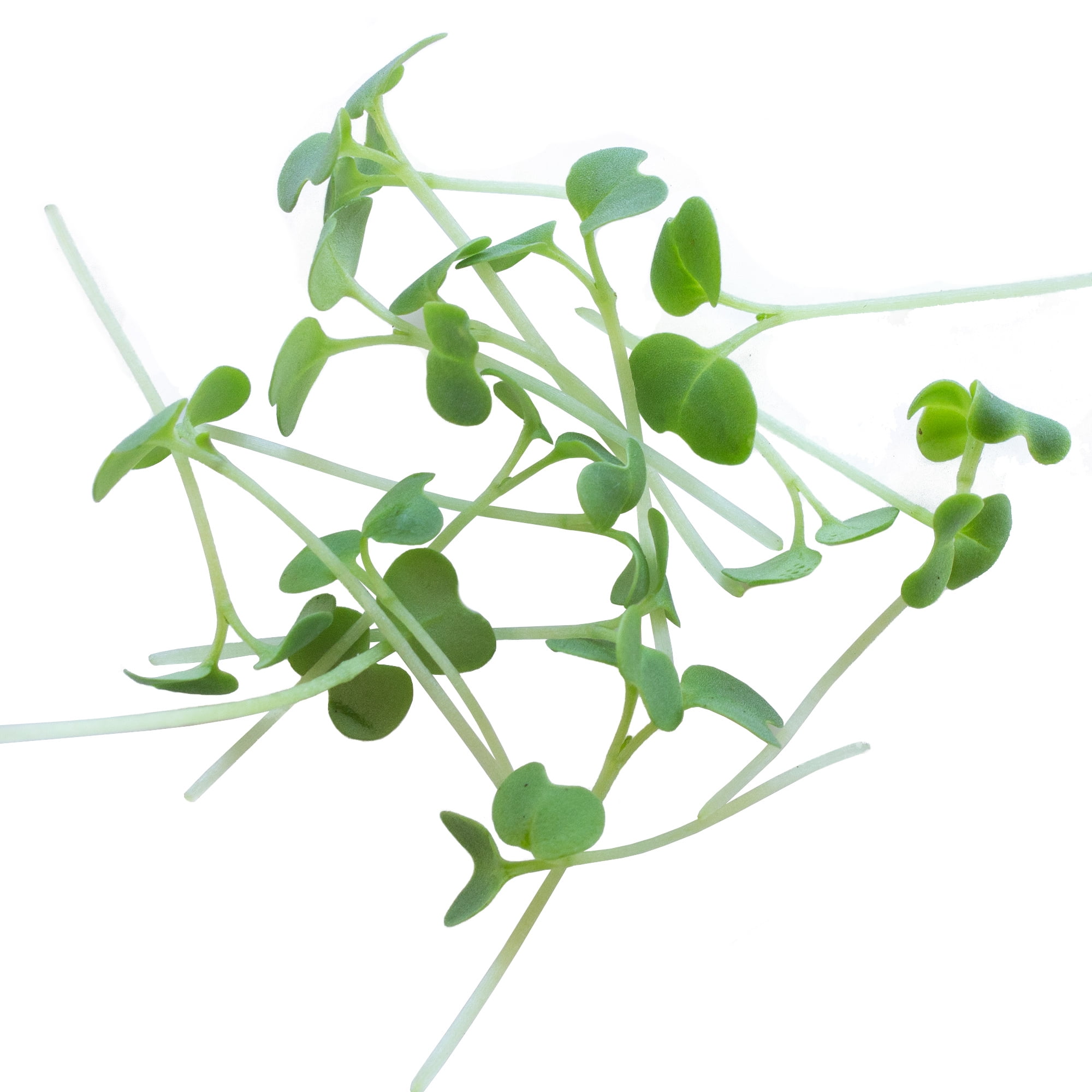 Green Mustard Microgreens Seeds - 5 Lb Bulk ~960,000 Seeds - Grow Non-GMO Micro Mustard Herb Greens - Premium Seeds - High Germination Rate