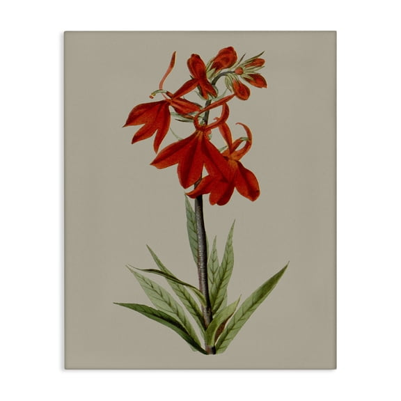 Stupell Industries French Country Traditional Blossom Study Canvas Art, 16 x 20, by Vision Studio