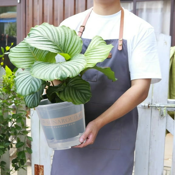 Self Watering Planter for Indoor Plants, Clear Automatic Watering Flower Pot for Herbs Succulents, Low Maintenance Garden Pot(M)