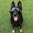 thumbnail image 3 of Dog goggles UV protection sunglasses pet protective glasses waterproof suitable for large and medium dogs, 3 of 5