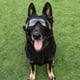 thumbnail image 3 of Dog goggles UV protection sunglasses pet protective glasses waterproof suitable for large and medium dogs, 3 of 5