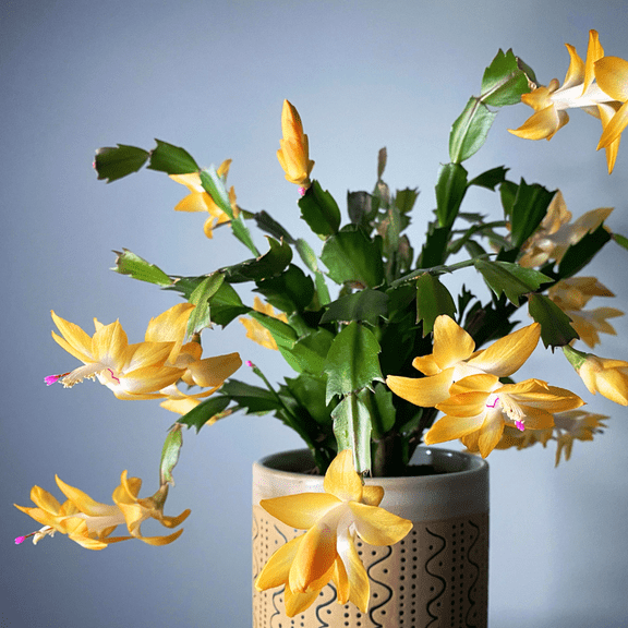 Yellow Christmas Cactus Plant Live, Christmas Cactus Plant 3'' Pot, Indoor Outdoor Planting