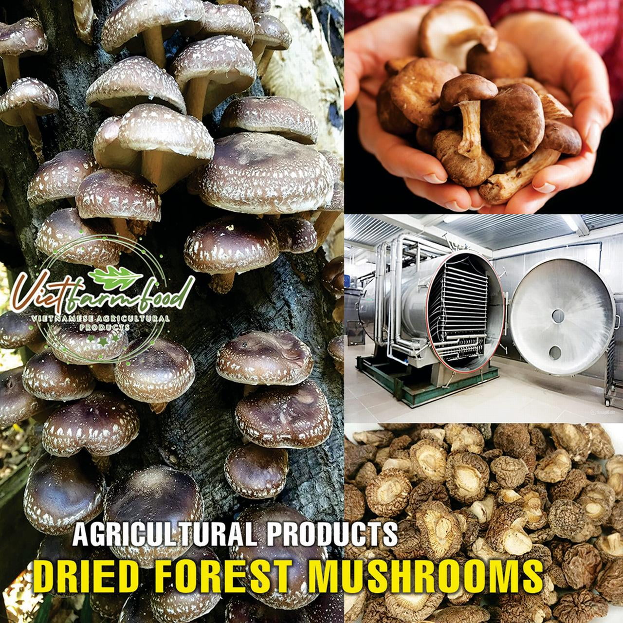 DRIED FOREST MUSHROOMS 2.47 Oz (70g) VIETFARMFOOD: Dried agricultural products with pure natural flavor. Used as cooking ingredients to prepare delicious, nutritious dishes, suitable for vegetarians