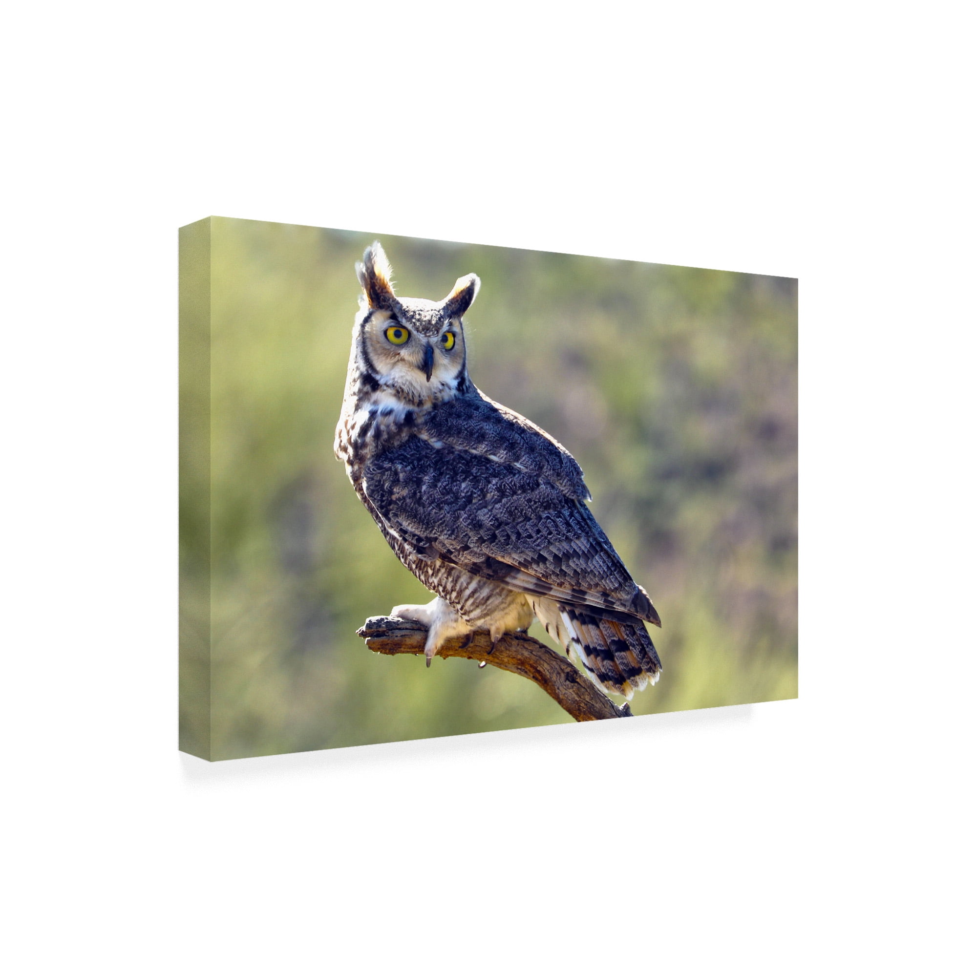 Trademark Fine Art 'Great Horned Owl On A Perch' Canvas Art by Mitch Catanzaro
