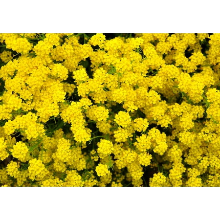 Seedville 1000 Golden Tuft Alyssum Flower Seed, Fragrant, Attracts Bees, Butterflies, Birds