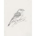 thumbnail image 2 of Ethan Harper 20x24 White Modern Wood Framed Museum Art Print Titled - Avian Study  II, 2 of 4