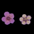 thumbnail image 3 of Flores prensadas Sunnimix 15 piezas decoración del hogar multicolor 8 mm, 3 of 8