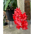 thumbnail image 6 of Monkey Tail Cactus Live Plant for Planting, Rare Trailing Cactus Succulent Plant for Indoor Outdoor in 2 Inch Pot, 6 of 6