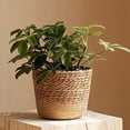 thumbnail image 2 of 2X Maceta de Flores Tejida de Paja, Cesta de Mimbre, Cesta de Almacenamiento de Maceta de Ratán, Cesta de Macetero Tejida Hecha una Mano L, 2 of 5