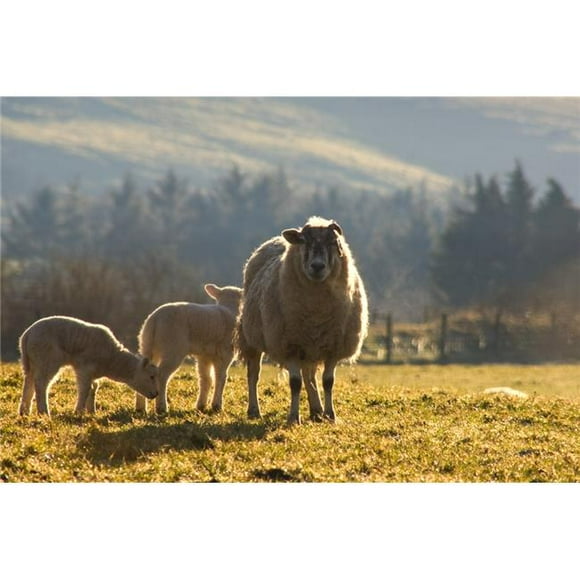 Posterazzi DPI1830186 Sheep in Pasture Poster Print by John Short, 17 x 11