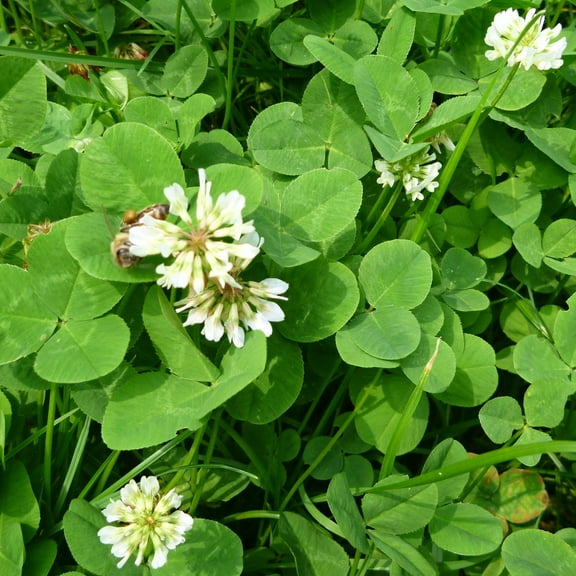 White Ladino Clover Seeds - 4 Oz ~192,000 Seeds - Farm & Garden Cover Crop - Non-GMO, Open Pollinated - Not Suitable As Lawn Clover