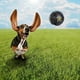 thumbnail image 2 of Masticar Juguetes de Animal Doméstico Elegante Accesorios . 11.5cm Gloria Pet Dog Cat Cat Puppy Chew Toys, 2 of 9