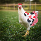 thumbnail image 5 of Sillas de montar para gallinas Silla de montar Delantal de pollo Protector para ala trasera de aves de corral, 5 of 5