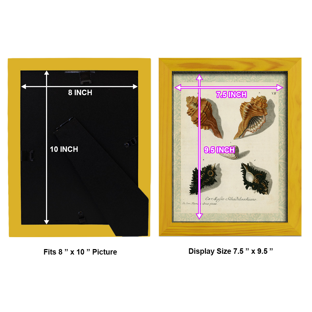 Bookplate Shells I - Framed Print w/glass - Sunflower Yellow