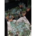 ASSORTED BULK SUCCULENTS LIVE PLANTS GIFT RESELL WHOLESALE