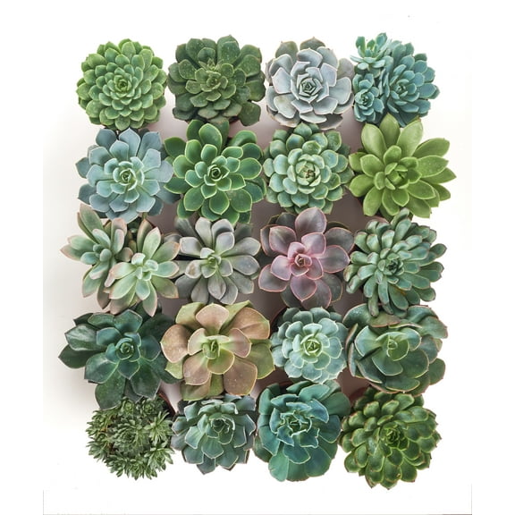 Home Botanicals 4 Inch Rosette Succulent Collection Succulent (Collection of 40)