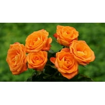 20 Orange Rose Bush Plant Seeds