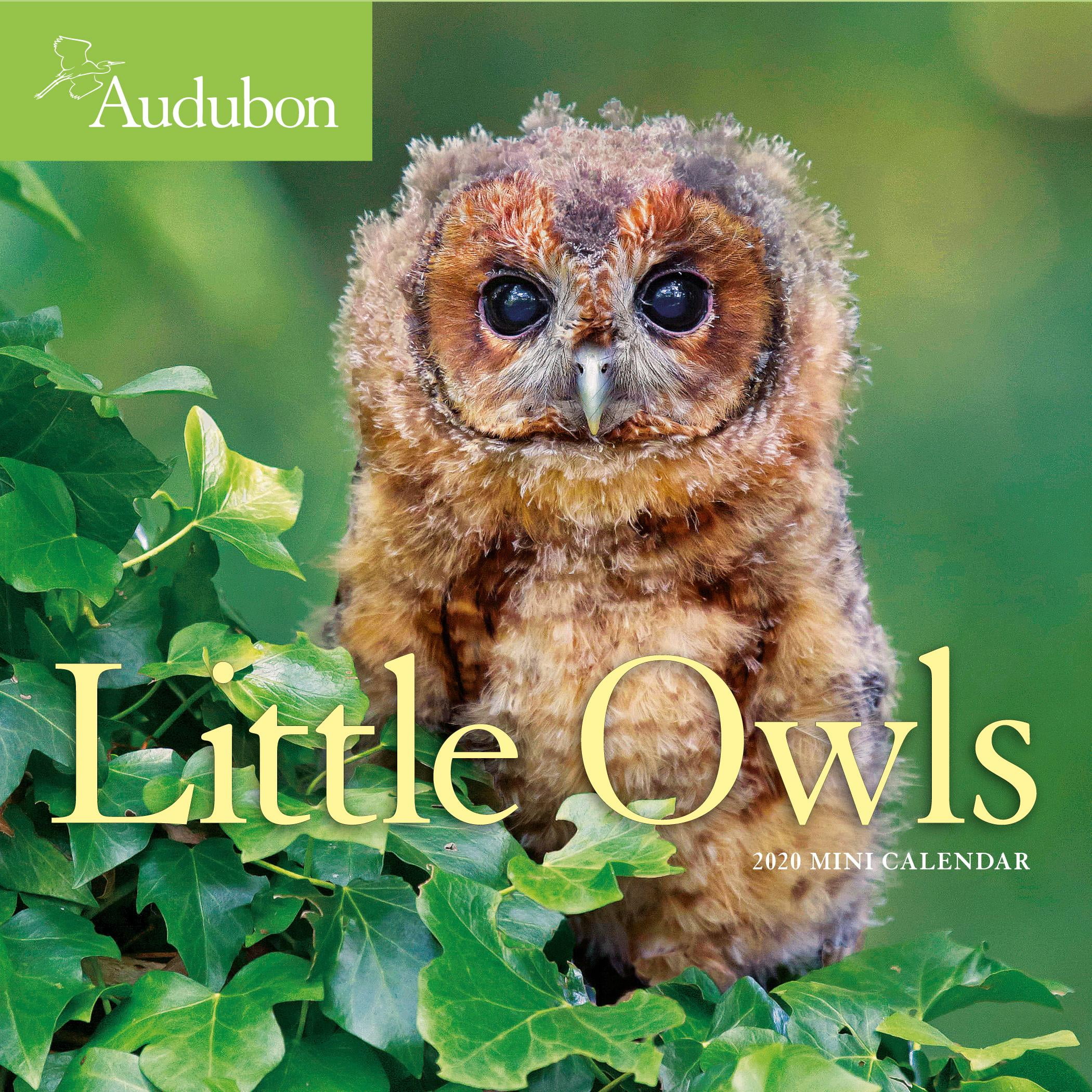 Audubon Little Owls Mini Wall Calendar 2020 (Calendar)
