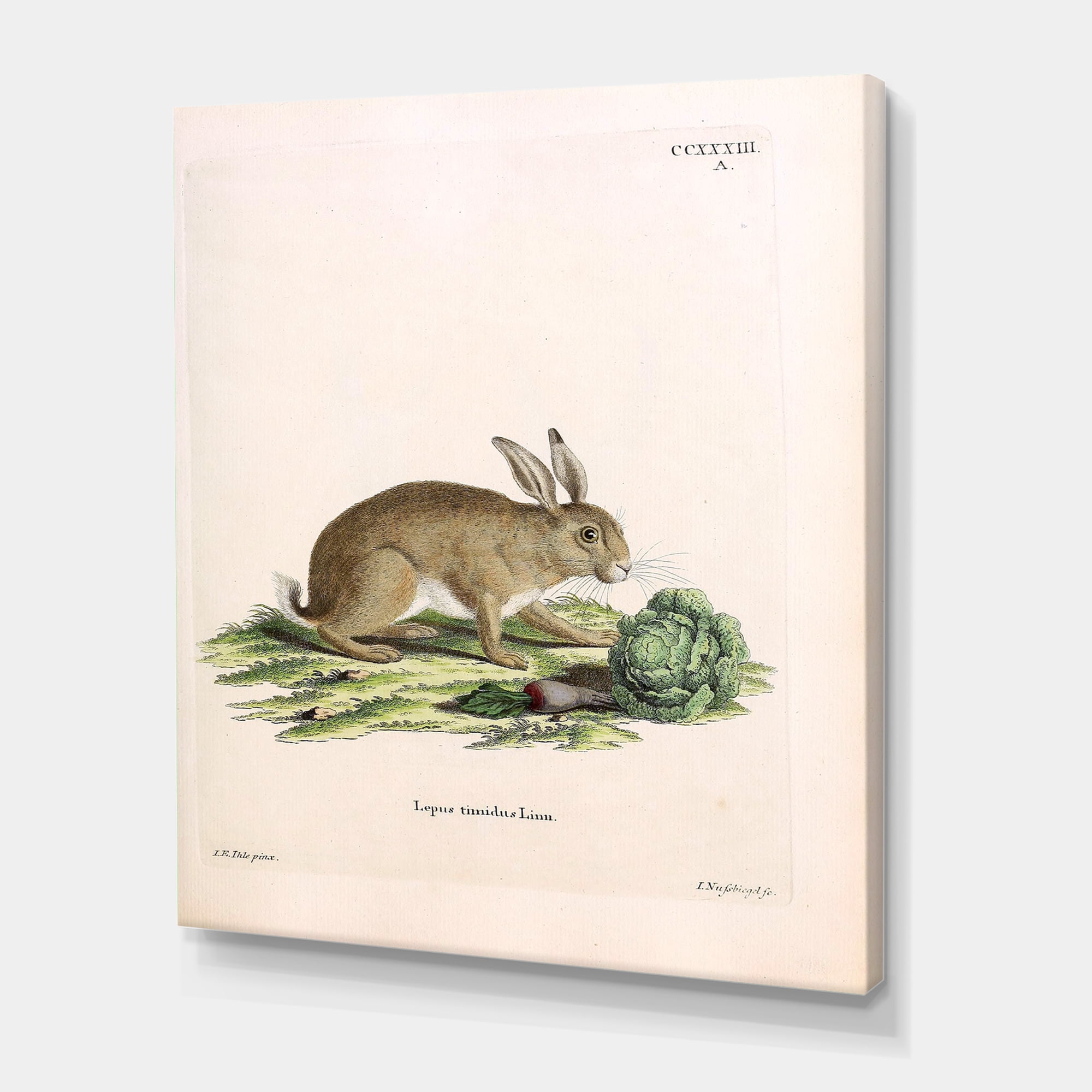 Ancient Rabbits In Earth Tones 12 in x 8 in Painting Canvas Art Print, by Designart
