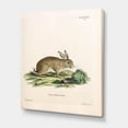 thumbnail image 3 of Designart ' Ancient Rabbits In Earth Tones ' Farmhouse Canvas Wall Art Print, 3 of 4